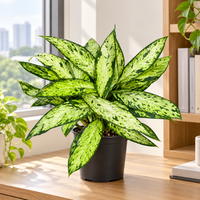 Dieffenbachia Starbright plant