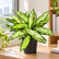Dieffenbachia Starbright plant