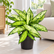 Dieffenbachia Starbright plant