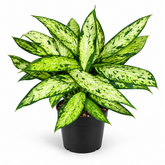Dieffenbachia Starbright plant