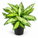Dieffenbachia Starbright plant