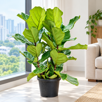 Ficus lyrata plant