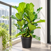 Ficus lyrata plant