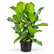 Ficus lyrata plant