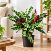 Calathea Lancifolia plant