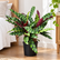 Calathea Lancifolia plant