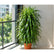 Dracaena Angustifolia plant