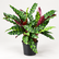 Calathea Lancifolia plant