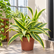 Dracaena Song of India plant