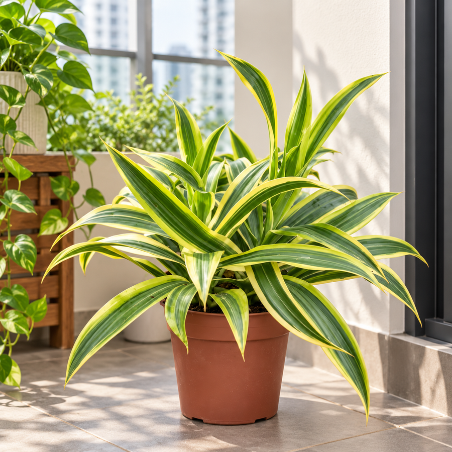 Dracaena Song of India plant