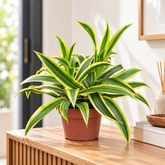 Dracaena Song of India plant
