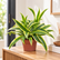 Dracaena Song of India plant