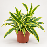 Dracaena Song of India plant