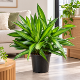 Dracaena Song of Jamica plant