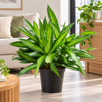 Dracaena Song of Jamica plant