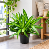 Dracaena Song of Jamica plant