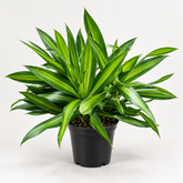 Dracaena Song of Jamica plant
