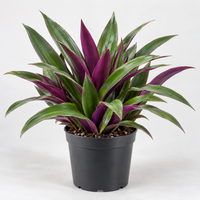 Tradescantia Spathecea plant