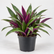 Tradescantia Spathecea plant