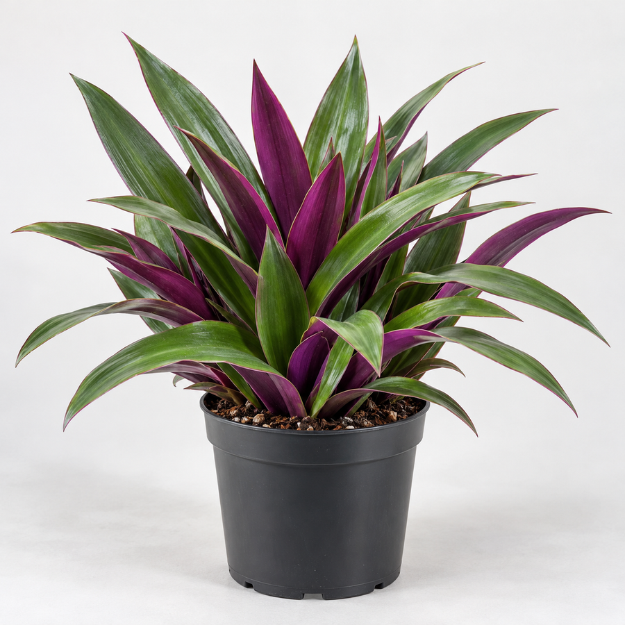 Tradescantia Spathecea plant