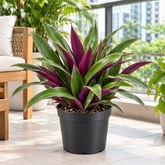 Tradescantia Spathecea plant