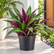 Tradescantia Spathecea plant