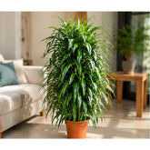 Dracaena Angustifolia plant