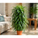 Dracaena Angustifolia plant