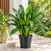 Xiphidium plant