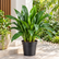 Xiphidium plant