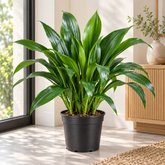 Xiphidium plant
