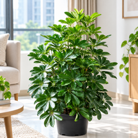 Schefflera Arboricola plant