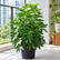 Schefflera Arboricola plant