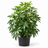 Schefflera Arboricola plant
