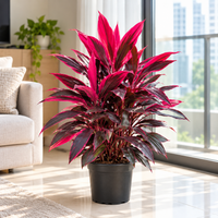 Cordyline Red plant