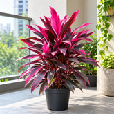 Cordyline Red plant