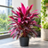 Cordyline Red plant