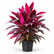 Cordyline Red plant
