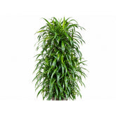 Dracaena Angustifolia plant