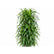 Dracaena Angustifolia plant