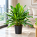 Cordyline Green plant