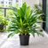 Cordyline Green plant
