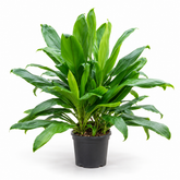 Cordyline Green plant