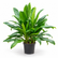Cordyline Green plant