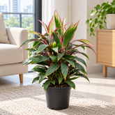 Cordyline Baby Ti plant