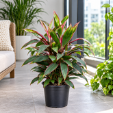 Cordyline Baby Ti plant