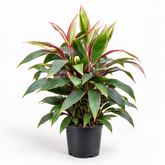 Cordyline Baby Ti plant