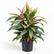 Cordyline Baby Ti plant