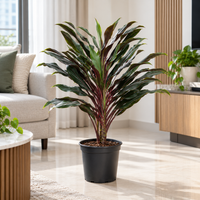 Cordyline Traveller plant