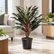 Cordyline Traveller plant